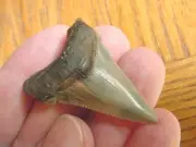 (s1020) 1-5/8" ANGUSTIDENS Collector SHARK TOOTH fossil specimen I love sharks