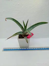 在飛比找Yahoo!奇摩拍賣優惠-glauca Aloe/多肉植物（裸根寄出）編號：578