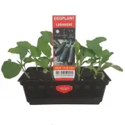 Mini Lebanese Eggplant Punnet - Solanum melongena