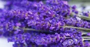 4oz Calendula Lavender Salve W/ Tea Tree Orange Anti-aging Protective Soothing