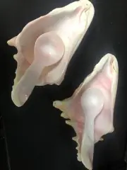 Conch Shell Sauce Dishes Set Of 2