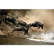 Save 20.00%! 4 Days Masai Mara and Lake Nakuru Budget Safari Meals included