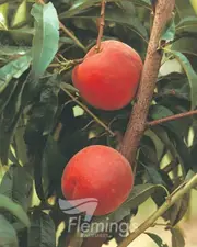 Buy Dwarf Peach Double Jewel &reg; cv Zaiwel Fruit Trees (Prunus persica)