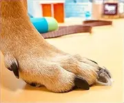 Dog Toe Treads Set of 20 w/Adhesive & Cleaning Brush, Dog Nail Caps for Increased Traction & Stability, Dog Claw Treads Senior Dog Traction & Mobility Support (Large Kit - Weight: 40-60 lbs.)
