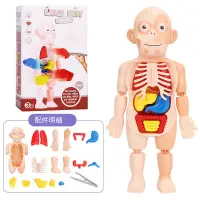 在飛比找蝦皮購物優惠-台灣現貨🎨人體構造模型 模型玩具 人體構造 兒童教具 人體器