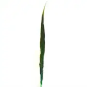 10" to 20" Golden Pheasant Side Tail Feather - Lime Green ((SECONDS))
