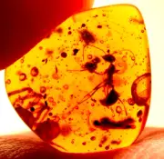 Beautiful Cretaceous Ant with Spider in Burmese Amber Fossil Dinosaur Age