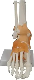 Aribrnten Foot Joint Model with Ligaments Human Anatomy Model, Life Size, As Shown PVC 1 Piece