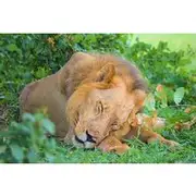 Save 10.00%! From Zanzibar: Selous Game Reserve Day Safari with Flights