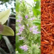 Vanilla Patchouli Sandalwood Fragrance Oil for making Candles,Wax Melts,Soaps