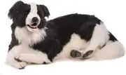 Hansa Border Collie L85cm Plush Doll Acrylic fur Realistic Animal Doll Canal NEW