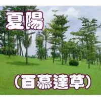 在飛比找蝦皮購物優惠-百慕達草-夏陽 草種子 1公斤/包