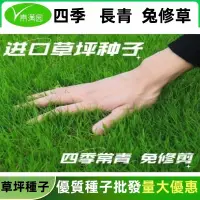 在飛比找蝦皮購物優惠-【一斤裝】四季青草坪種子 草籽 草坪種子 四季常青 矮生 耐