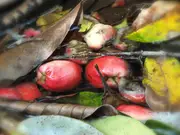 Buy Lilly Pilly Onionwood Satinash - Syzygium alliiligneum