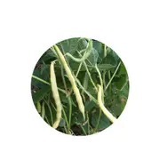 Bean Bush Cherokee Wax - Seed Packet [Size: 15G]