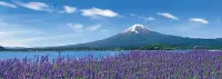 在飛比找Yahoo!奇摩拍賣優惠-日本正版拼圖 風景 富士山 薰衣草 420片絕版拼圖，52-