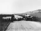 Herd of sheep on an English country road - 1925 Old Photo