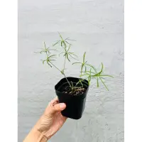 在飛比找蝦皮購物優惠-【高木の森】🅑🅞🅣🅐🅝🅘🅒-柳葉麒麟 /大戟科 /多肉植物