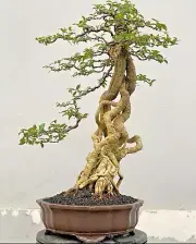 Bonsai tree || Sakura mikro || Malpighia Glabra || expoose root || Niagari Style