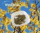 Witch Hazel