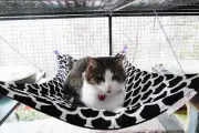 LUXURICAT HAMMOCK, BLACK & WHITE VELVET, REVERSIBLE, CAT BED, CAT LOUNGER