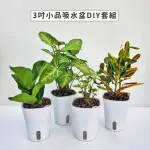 【GARDENERS】植物3吋小品DIY組合2-自動吸水盆套組1入(室內植物/綠化植物/觀葉植物)