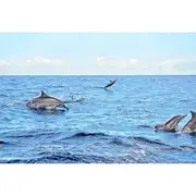 Save 10.00%! Mauritius Wild Dolphin Swim With Hotel Transfers (Private or Shared)