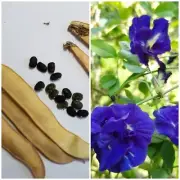 50x Thai Butterfly Pea Seeds Natural Herbs Blue Flower Clitoria Ternatea Double