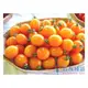 《農友種苗》精選蔬果種子 HV-130胡蘿蔔番茄(燈珠)