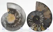 Large Black Ammonite Pair Deep Crystals 110myo FOSSIL XXLarge 150mm 5.8" e3446cc