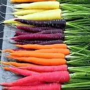 Carrot Rainbow Mix 150+ Seeds Colorful Heirloom Kid’s Garden