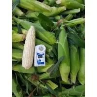 在飛比找蝦皮購物優惠-白龍王 北海道水果玉米1斤50元非基改無毒農法 友善環境 大