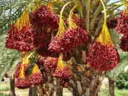 Organic Jumbo MEDJOOL DATES Fresh Fall Season Harvest Madjoul Khajoor 6 Lbs USA