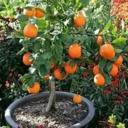 5+ Mandarin Lime Seeds for Home Gardening and Planting Seeds