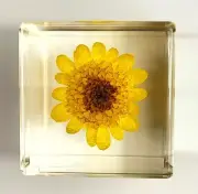 40mm Real Golden Chrysanthemum Flower in Lucite Cube Mother's Day Gift Decor