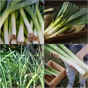 Leek - Bulgarian Giant seeds