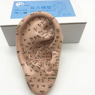 【超CP值】上海經絡通人體針灸穴位模型針灸耳針穴模型耳模16cm耳朵