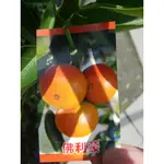 李家果苗 佛利蒙 佛利蒙柑 5吋盆 嫁接苗 高度50-70公分 單價180元 特價150元