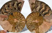 RARE 1n100 BLACK PAIR Ammonite Crystal LARGE 140mm Dinosaur FOSSIL 5.4" n2573cc