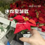 代購 IKEA 聖誕紅 6CM 人造盆栽附花盆 迷你聖誕紅