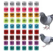 500 Pigeon Ring 2024 , 500 anillos de Palomas