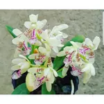 PHAL JAPONICA /日本名護蘭/會香/有小葉傷/板植株/不喜歡太濕