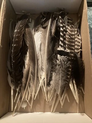 Natural Turkey Feathers Apx 30 Assorted Feathers Crafts, Decorations, Wedding