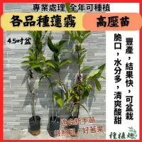 在飛比找蝦皮購物優惠-［種植趣］新品種 蓮霧苗 黑金剛 黑珍珠 子彈 飛彈 香水巴