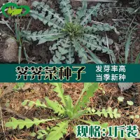 在飛比找蝦皮購物優惠-野菜薺薺菜種子 農田菜地田園種植耐寒旱耐瘠薺薺菜籽【興農富明