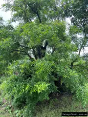 Buy Neem tree grafted Plant in Australia - Azadirachta indica