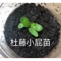 在飛比找蝦皮購物優惠-[植奴撥孢趣] 杜藤 (肚疼) P.Doitung｜真葉｜ 