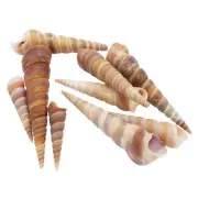 10PCS 30-70mm Turritella Terebra Cone Conch Shell Decor Ornament Embellishment