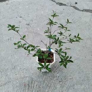 多肉植物 塊莖 塊根 馬可麒麟 柳葉麒麟 蘋果麒麟 枝條