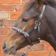 Hy Leather Foal Head Collar (UK Size: Medium) (Brown)